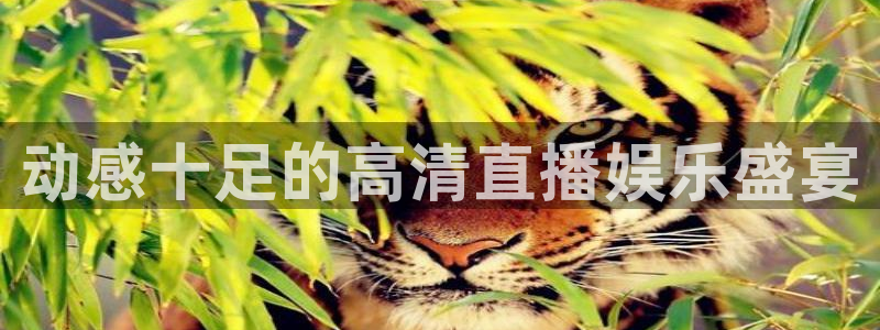 熊猫官网在线直播：动感十足的高清直播娱乐盛宴