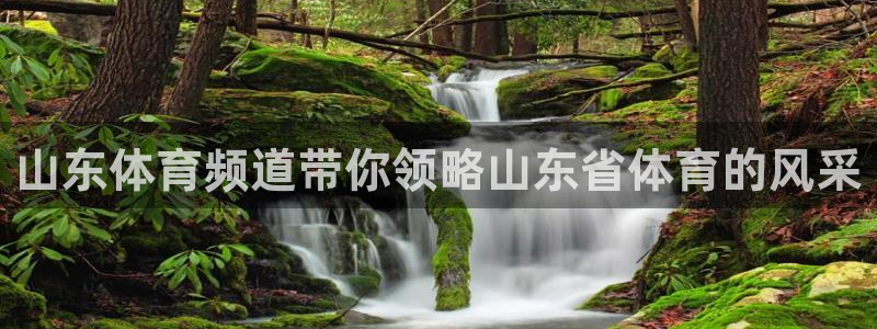 下载熊猫直播app：山东体育频道带你领略山东省体育的风采