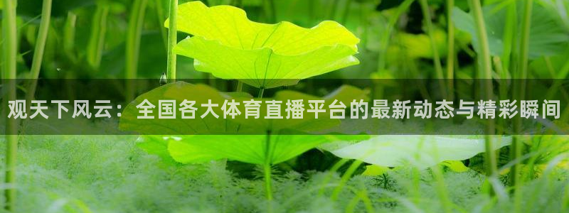 熊猫怎样直播：观天下风云：全国各大体育直播平台的最新动态与精彩瞬间