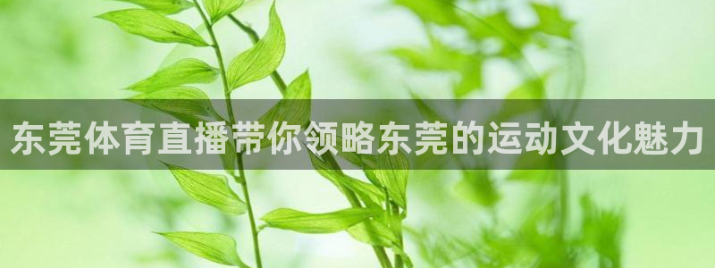 熊猫足球直播免费观看：东莞体育直播带你领略东莞的运动文化魅力